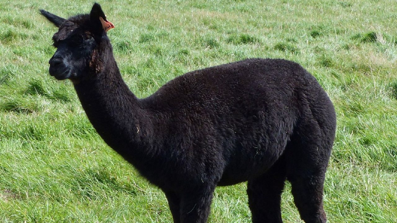 Geronimo the alpaca