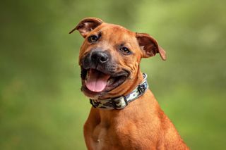 A chestnut-colored dog against a green backdrop