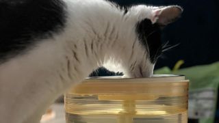 Adam's cat drinking from the Enabot ROLA Smart Pet Water Fountain