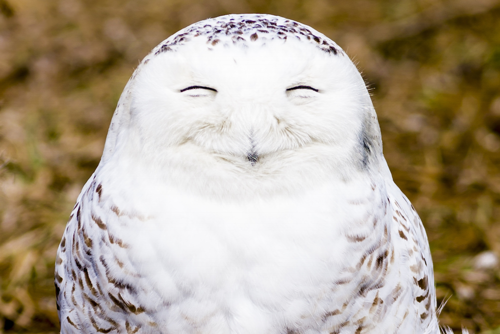 snowy owl