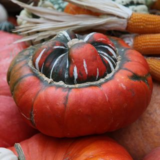 squash 'Turks Turban' from Waitrose Garden