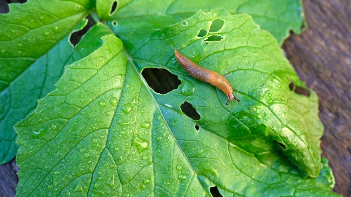 What’s Eating Your Plants? How to Identify Leaf Damage and Stop the Culprit Fast