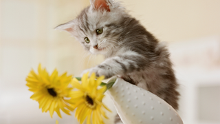 Kitten knocking over a vase with sunflowers in it