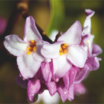 Closeup of pink and white Daphne flowers against blurred background