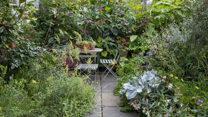 A semi-sheltered courtyard is packed with Mediterranean plants and bold leafy perennials