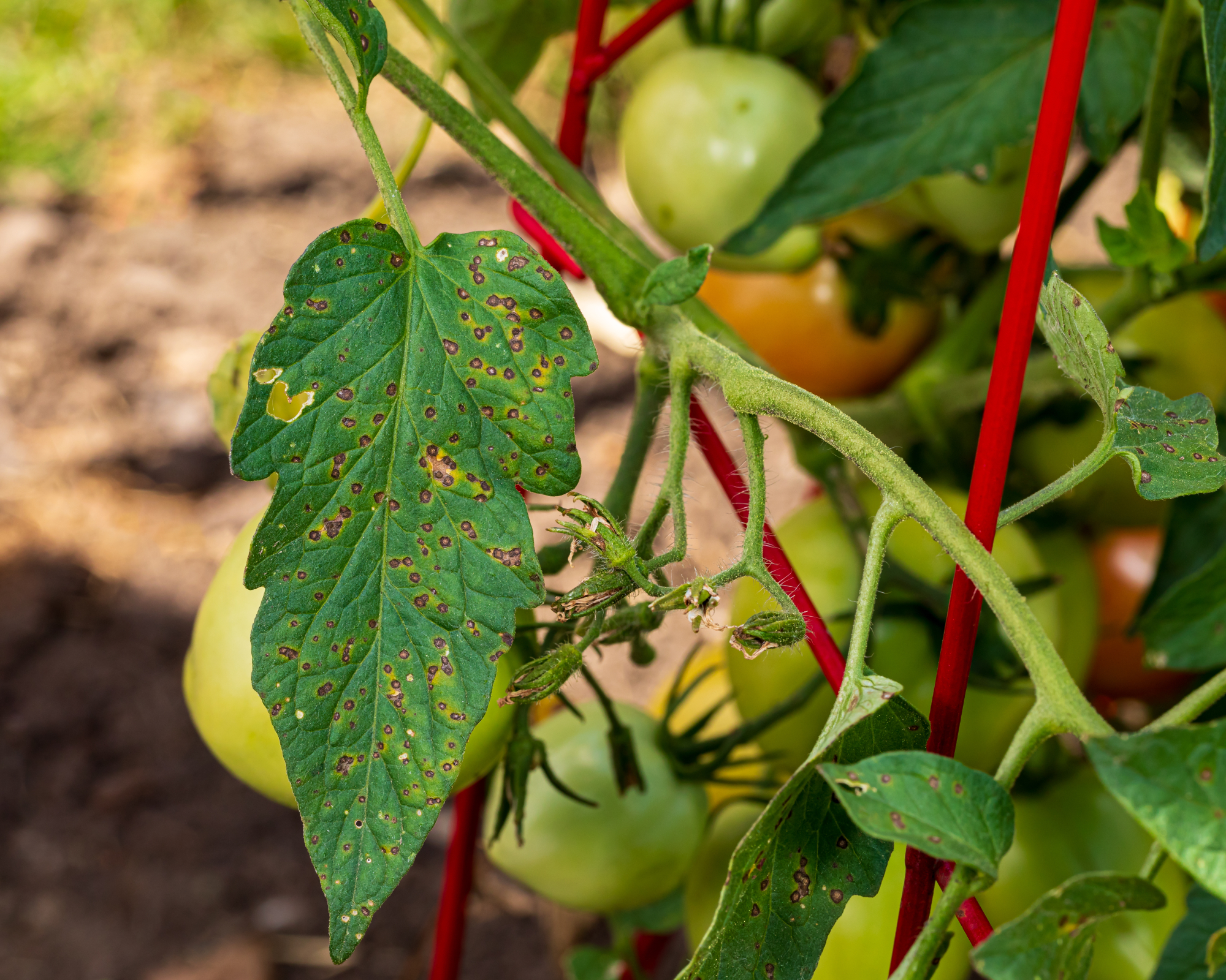 leaf on tomato plant with bacterial spot
