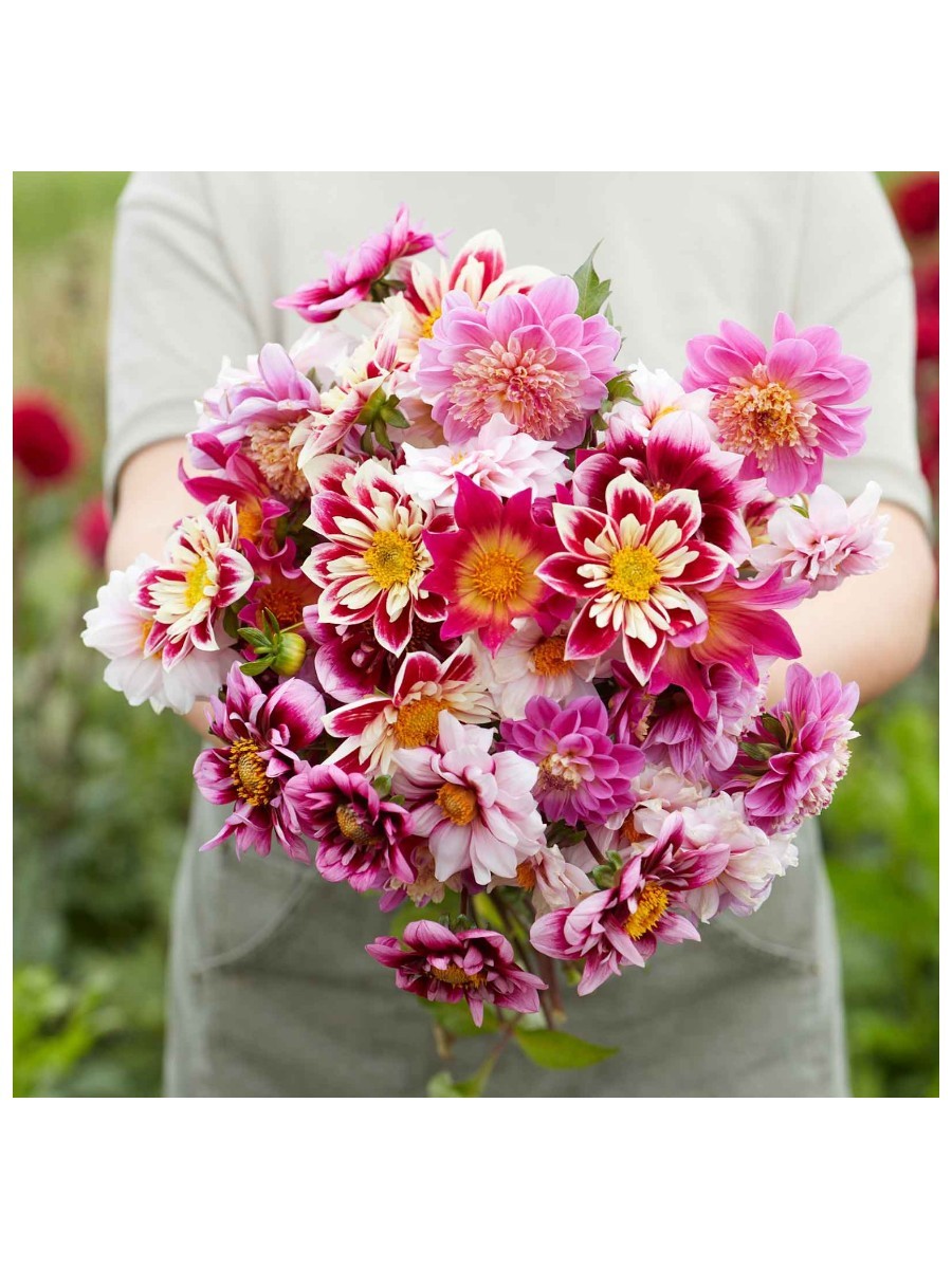 Dahlia Tubers - Bee &amp;amp; Butterfly Mix