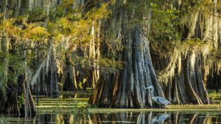a huge bald cypress tree in a swamp with a heron in front of it