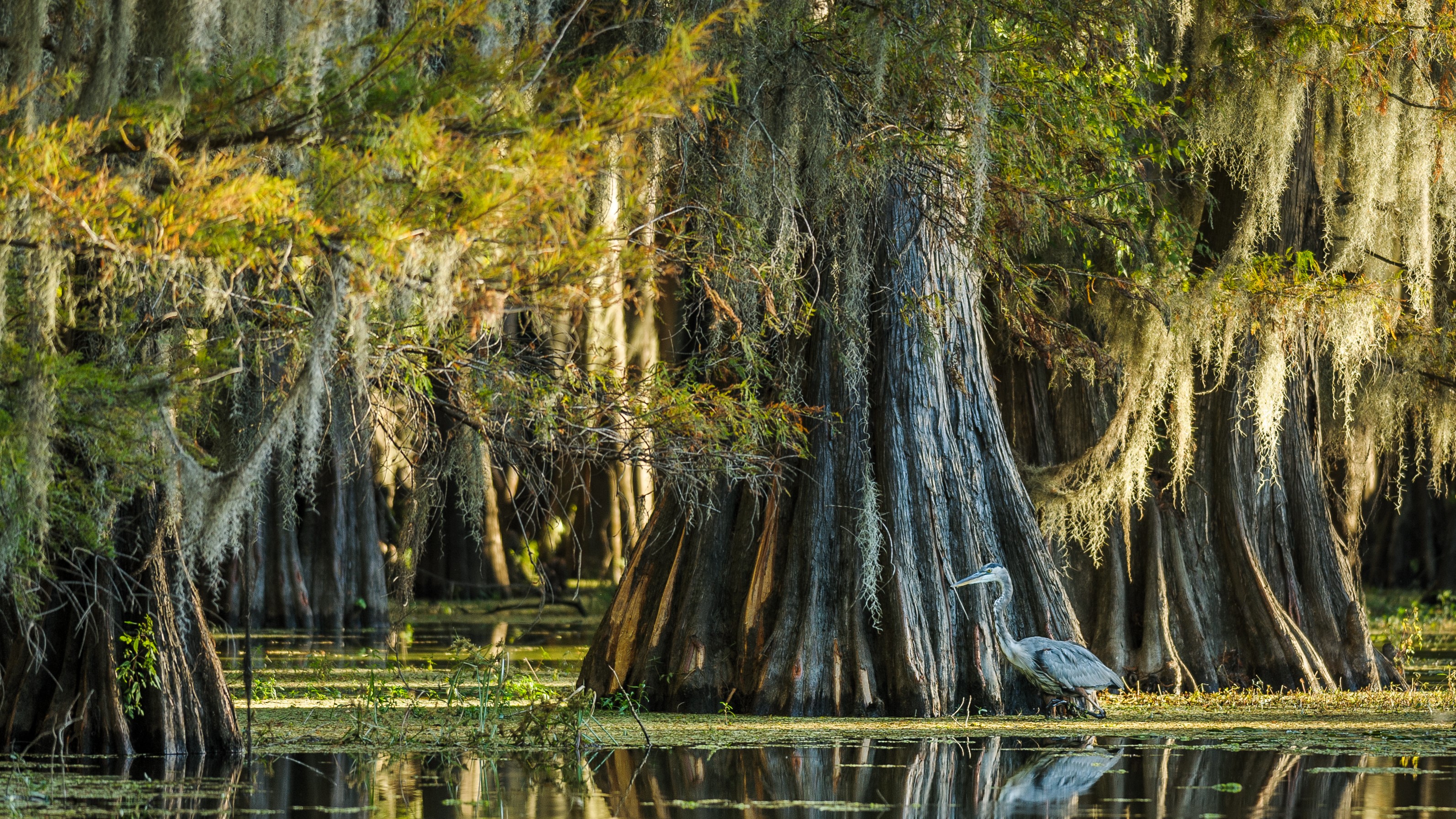 a huge unrobed cypress tree in a swamp with a heron in front of it