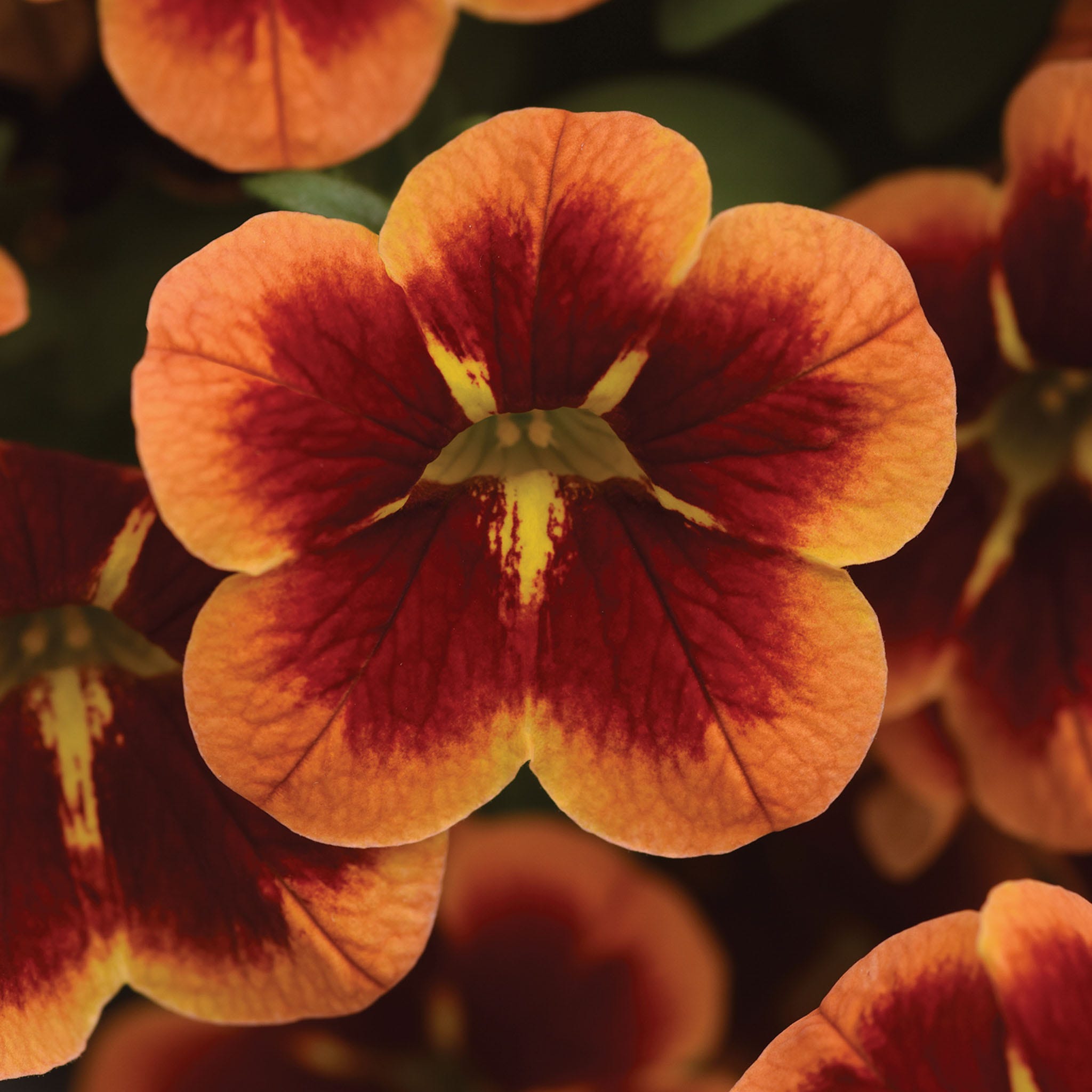 Bumble Bee Orange Calibrachoa Plants