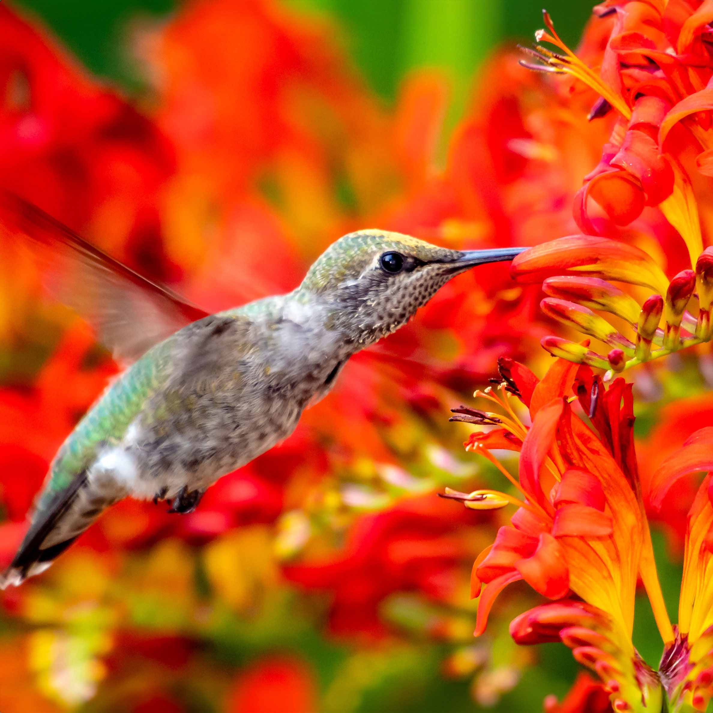 hummingbird feeding from red crocosmia