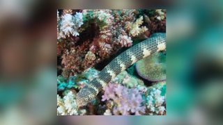This is a close up of the highly venomous Dubois' sea snake, at Scott Reef, Timor Sea.