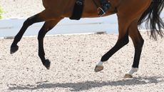 dressage-legs-COSMO-59_PN18_117012_231830132_368702361.jpg
