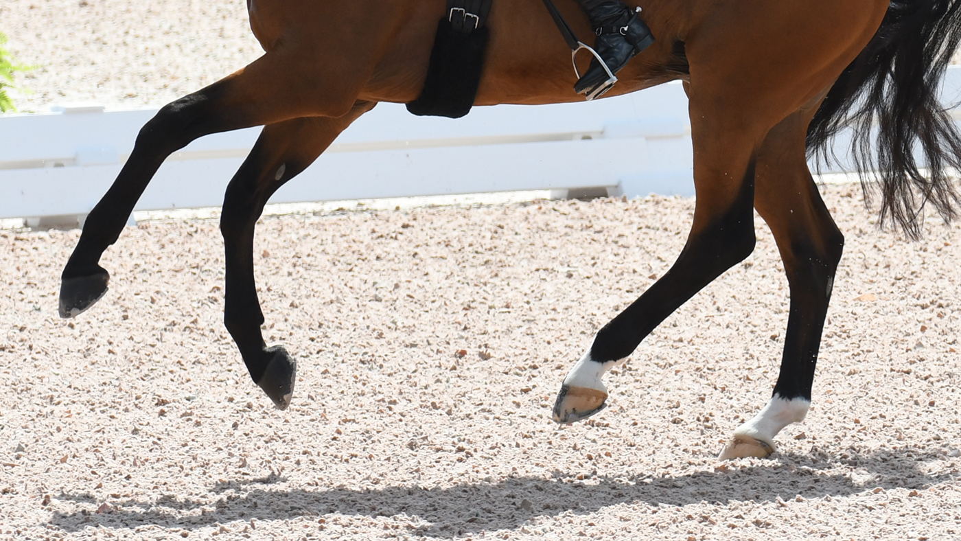 dressage-legs-COSMO-59_PN18_117012_231830132_368702361.jpg