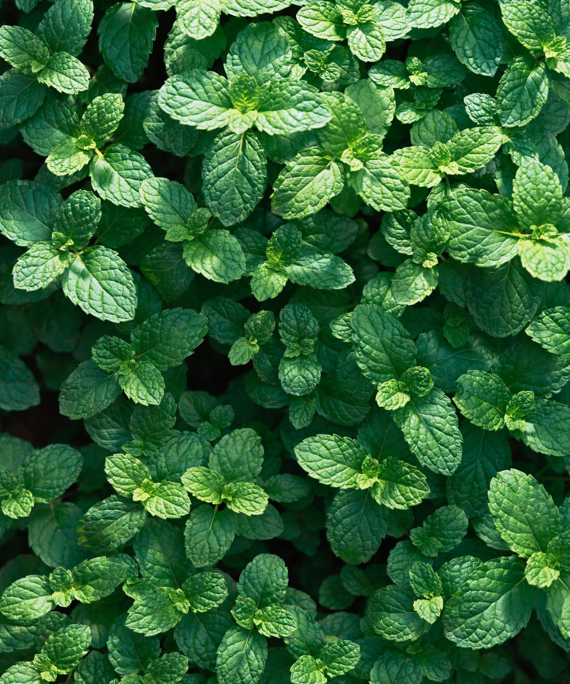 Green mint leaves