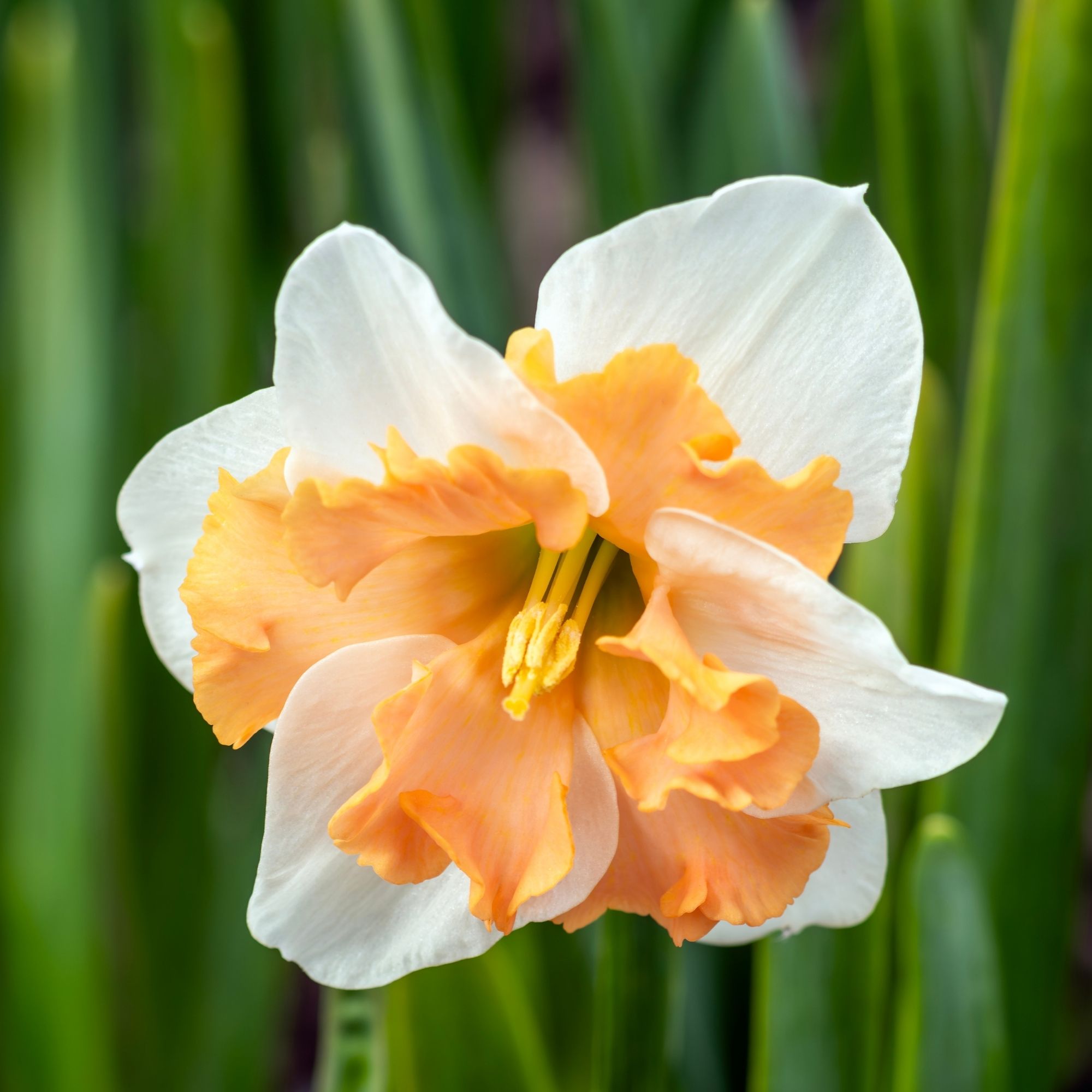 Narcissus 'Casanova' daffodil