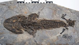 The fossilized body of the Lower Permian amphibian Sclerocephalus discovered in southwestern Germany. Like today's salamanders, the ancient Sclerocephalus could also regenerate its limbs, evidence suggests.