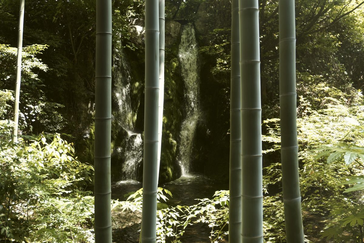 Sample image taken with the Panasonic Lumix L10; giant bamboo forest with a background waterfall
