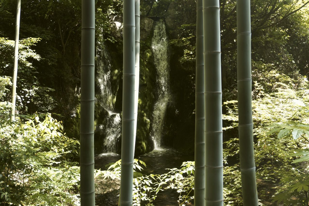 Sample image taken with the Panasonic Lumix L10; giant bamboo forest with a background waterfall