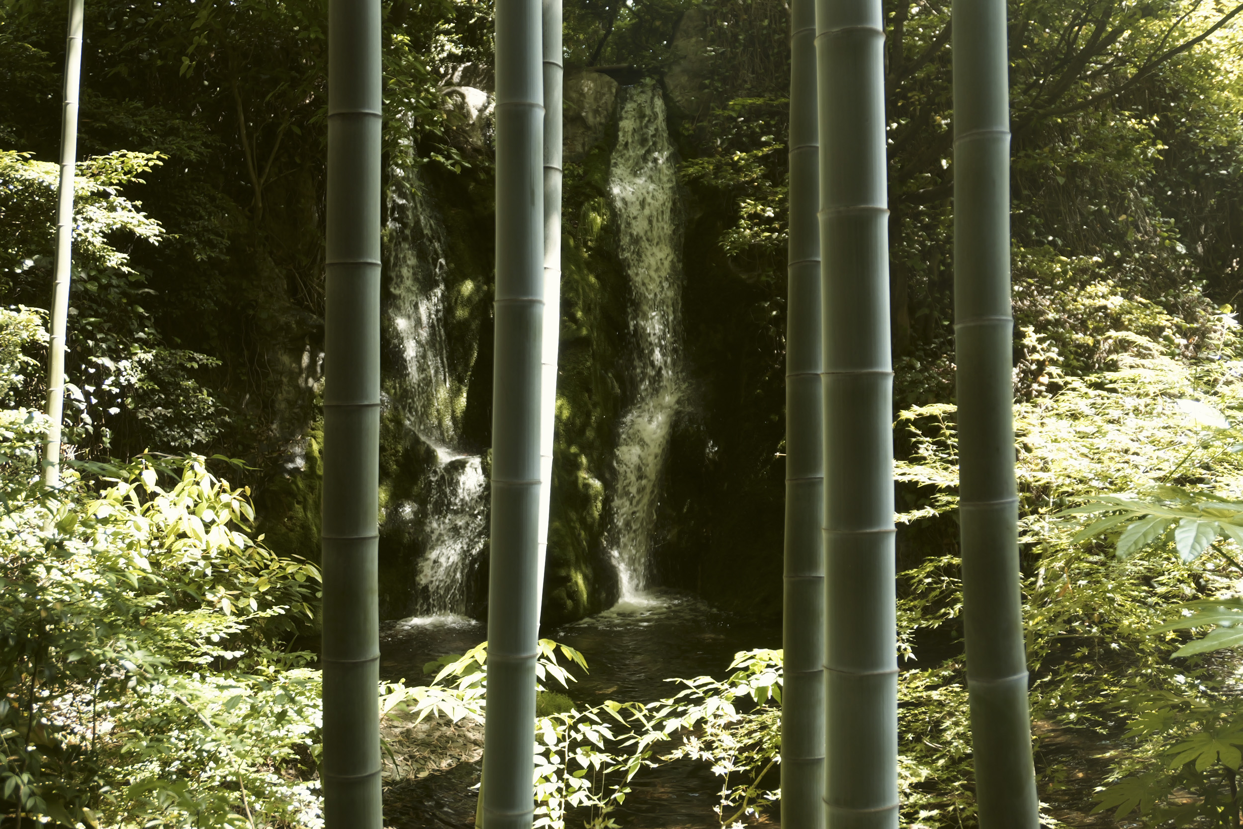 Sample image taken with the Panasonic Lumix L10; giant bamboo forest with a background waterfall