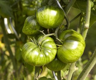 Green Zebra tomato variety