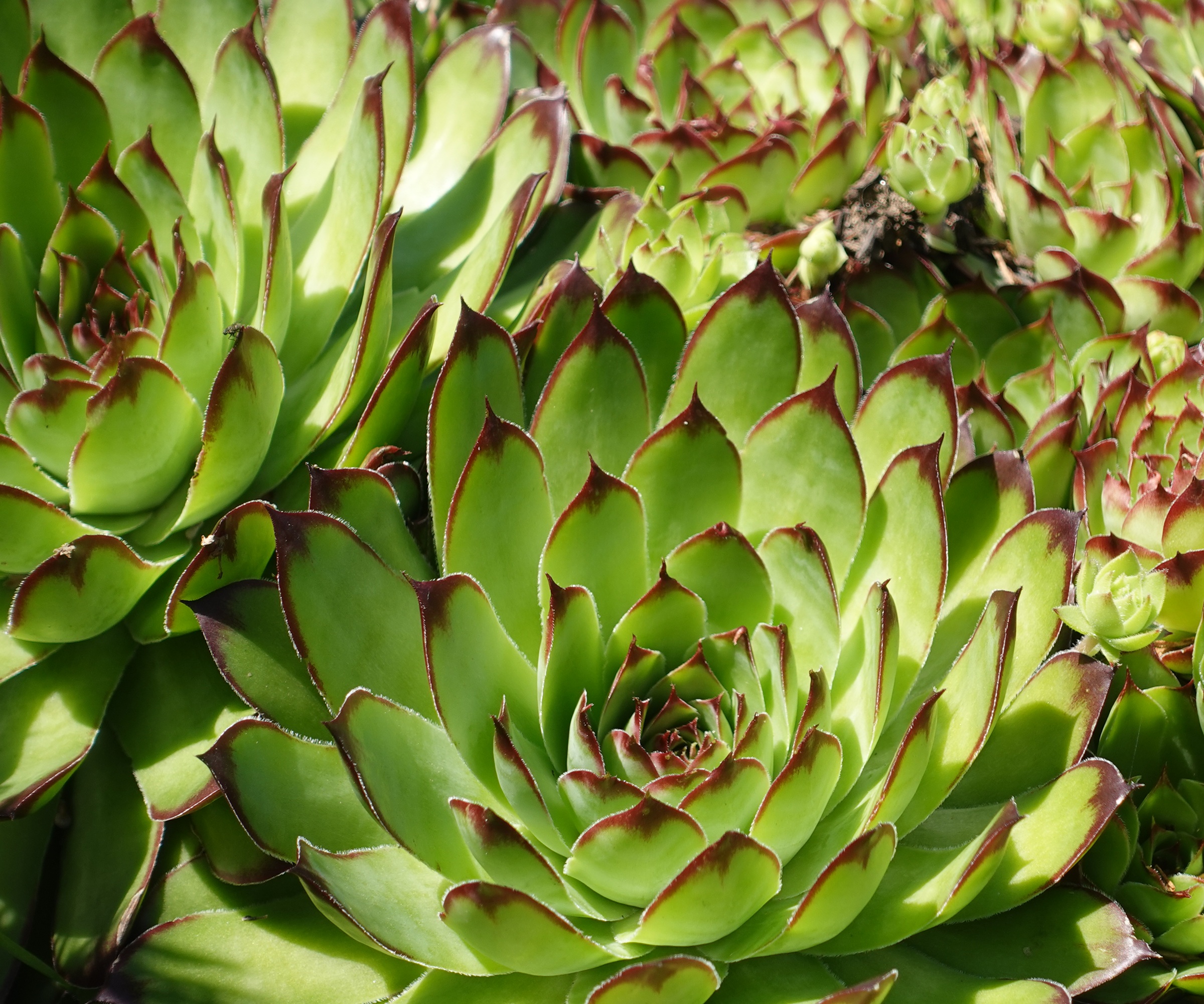 Sempervivum