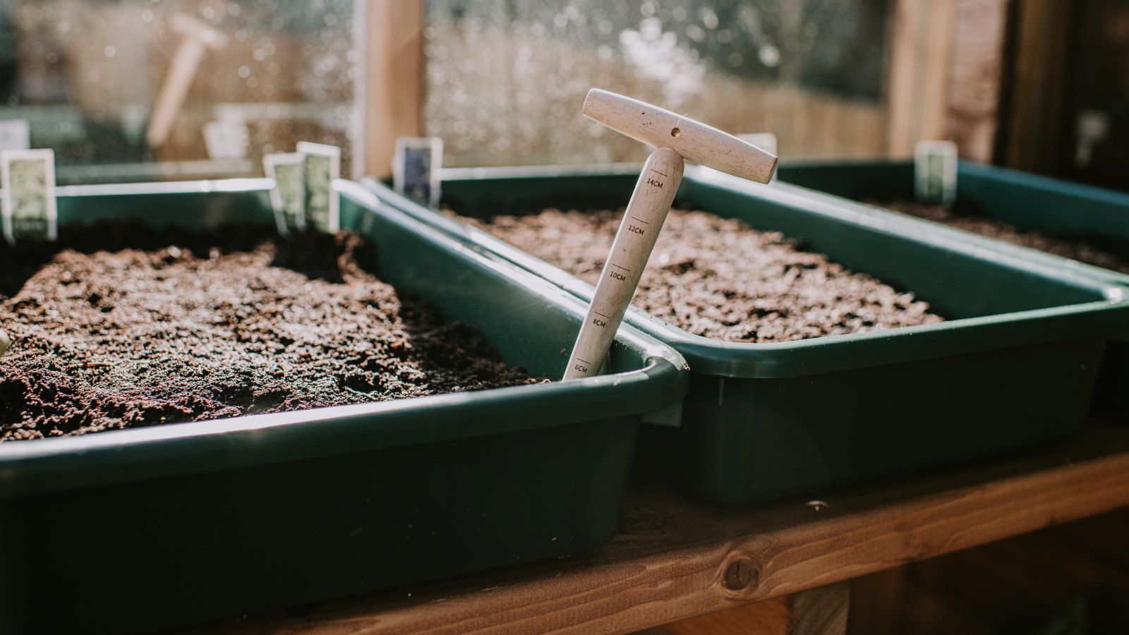 A wooden plant dibber sits in seed trays inside a bright glasshouse