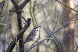 Bird photographed with Canon RF 800mm F11