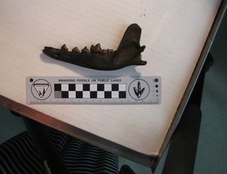 Ancient coyote jaw