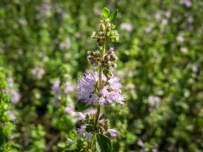 Purple Pennyroyal Herb