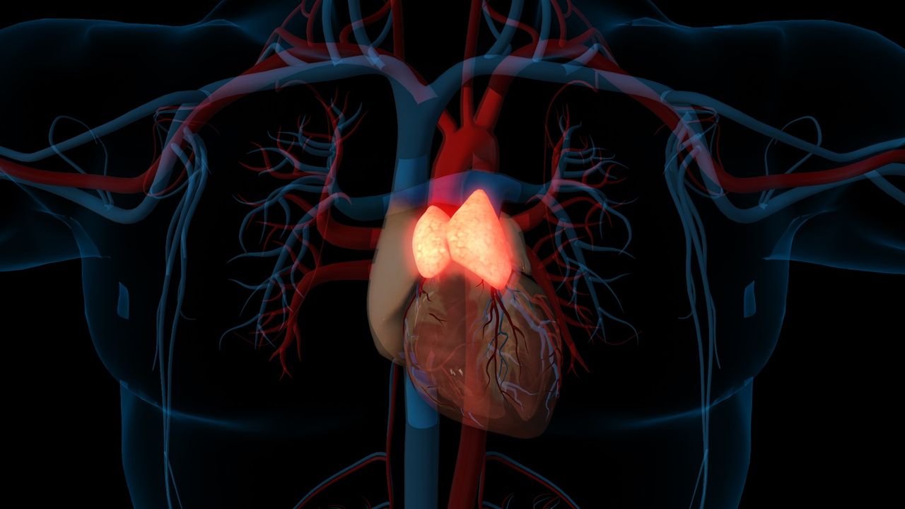 This small, long-ignored organ plays a big role in health outcomes