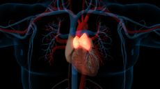 Thymus 3D rendering