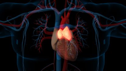 Thymus 3D rendering