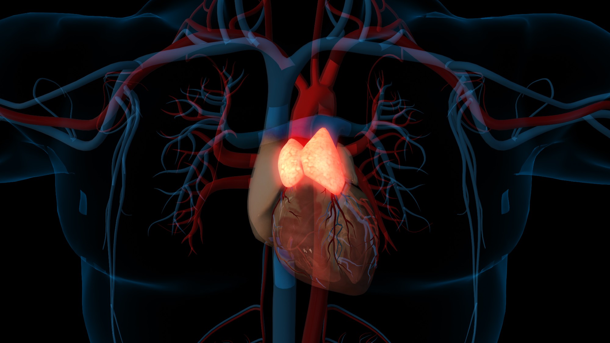 Thymus 3D rendering