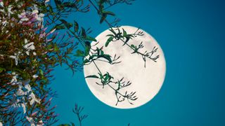 Why is the moon so bright tonight? Fullmoon as seen through jasmine plant.