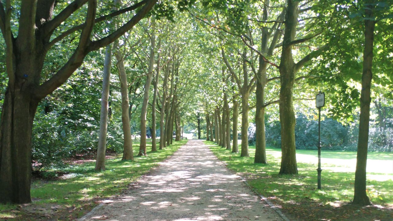 Tree-lined path in sunshine