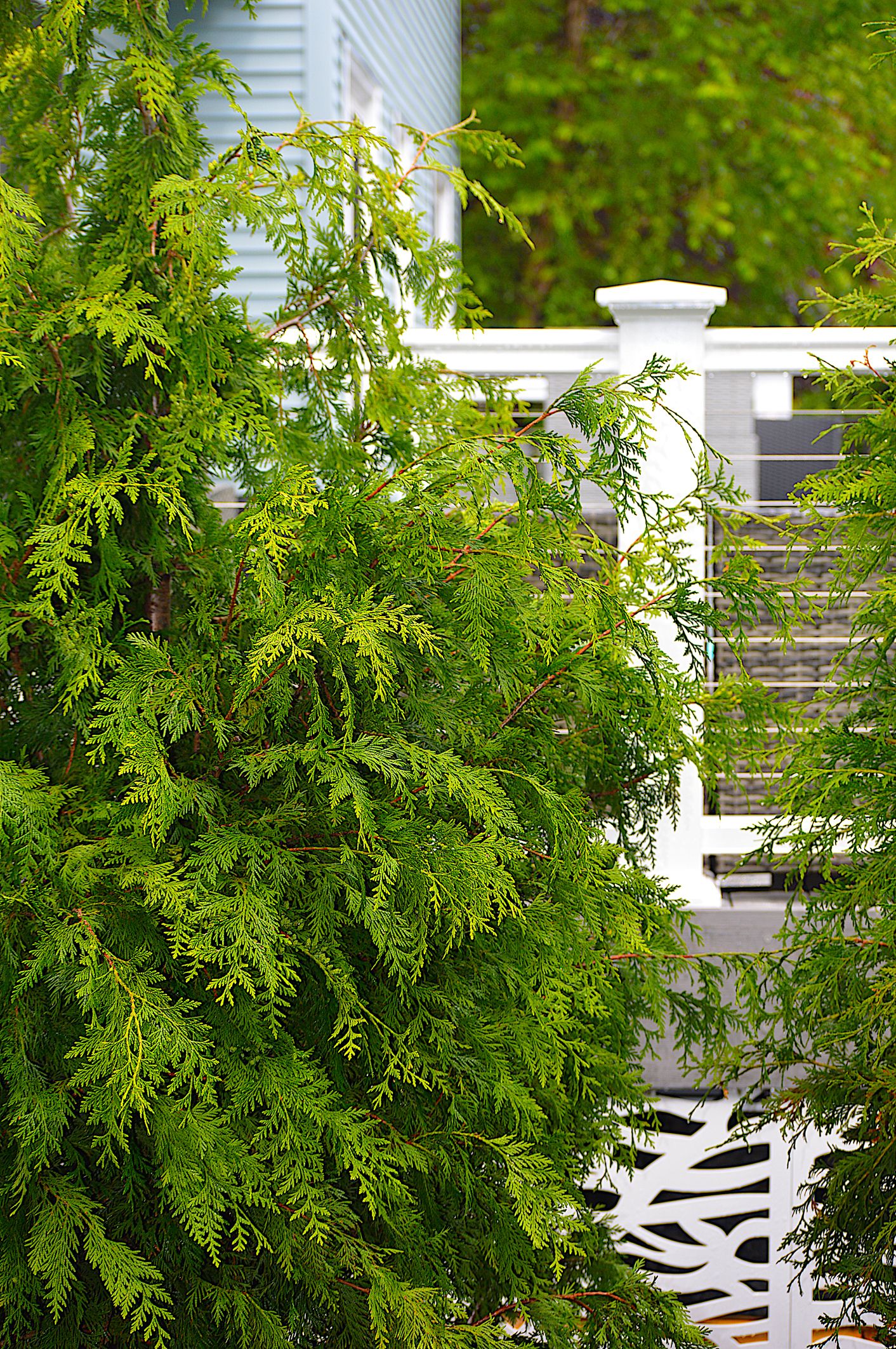 Best shrubs for privacy the top 10 varieties for your yard Homes