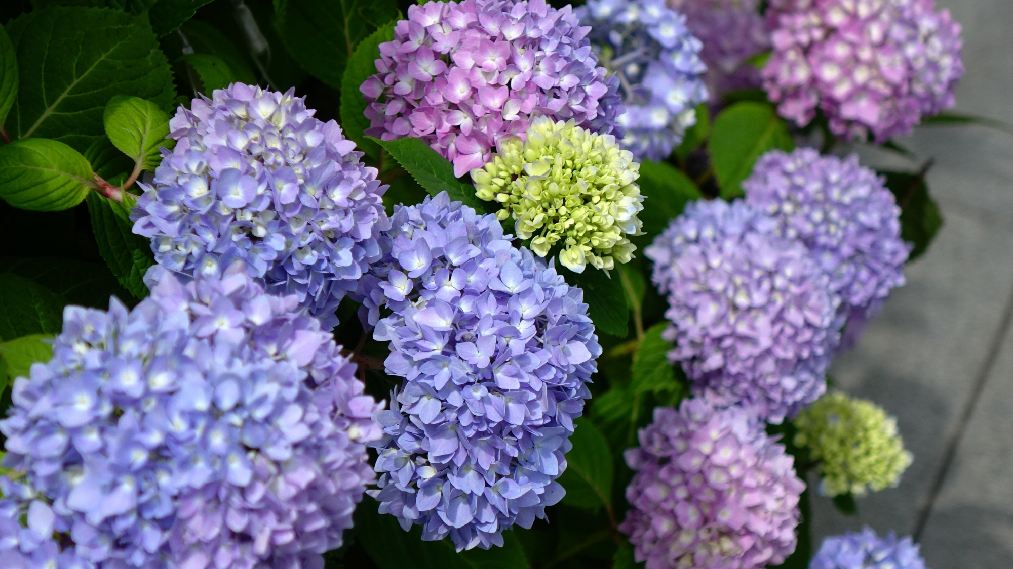 purple, pink and green hydrangea plants