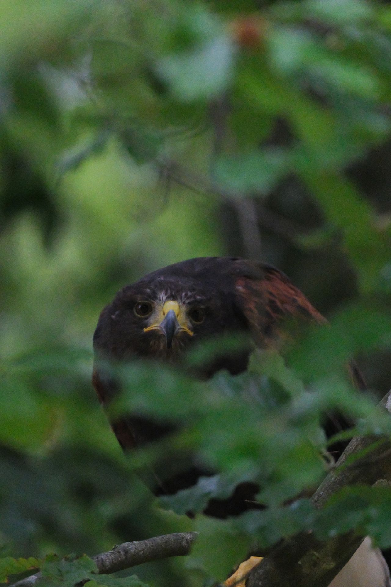 A photo of a bird of prey captured using a Fujifilm X-H2S and XF 400mm F4.5 R LM OIS WR telephoto lens