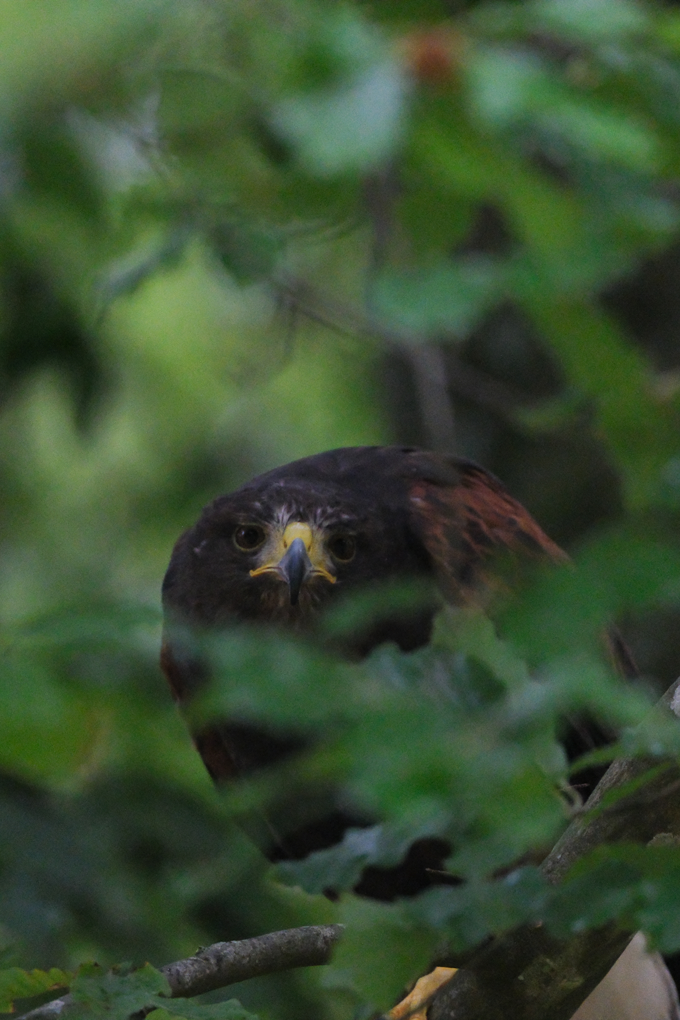 A photo of a bird of prey captured using a Fujifilm X-H2S and XF 400mm F4.5 R LM OIS WR telephoto lens