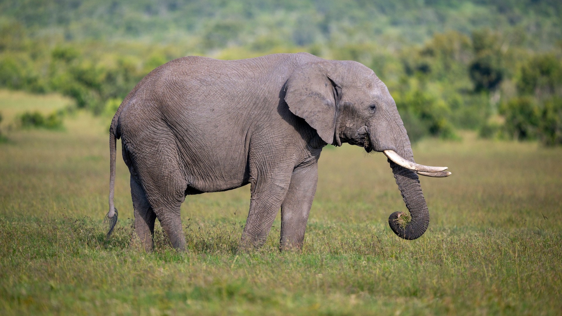 Elephant standing