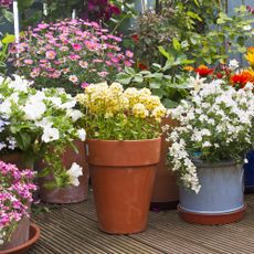 Flower pots on patio