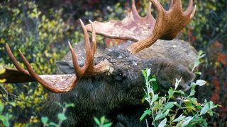 A grey moose with large antlers nibbles on a low bush in a forest.