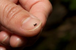 This adult tick (Ixodes sp.) can carry the bacteria that causes Lyme disease.