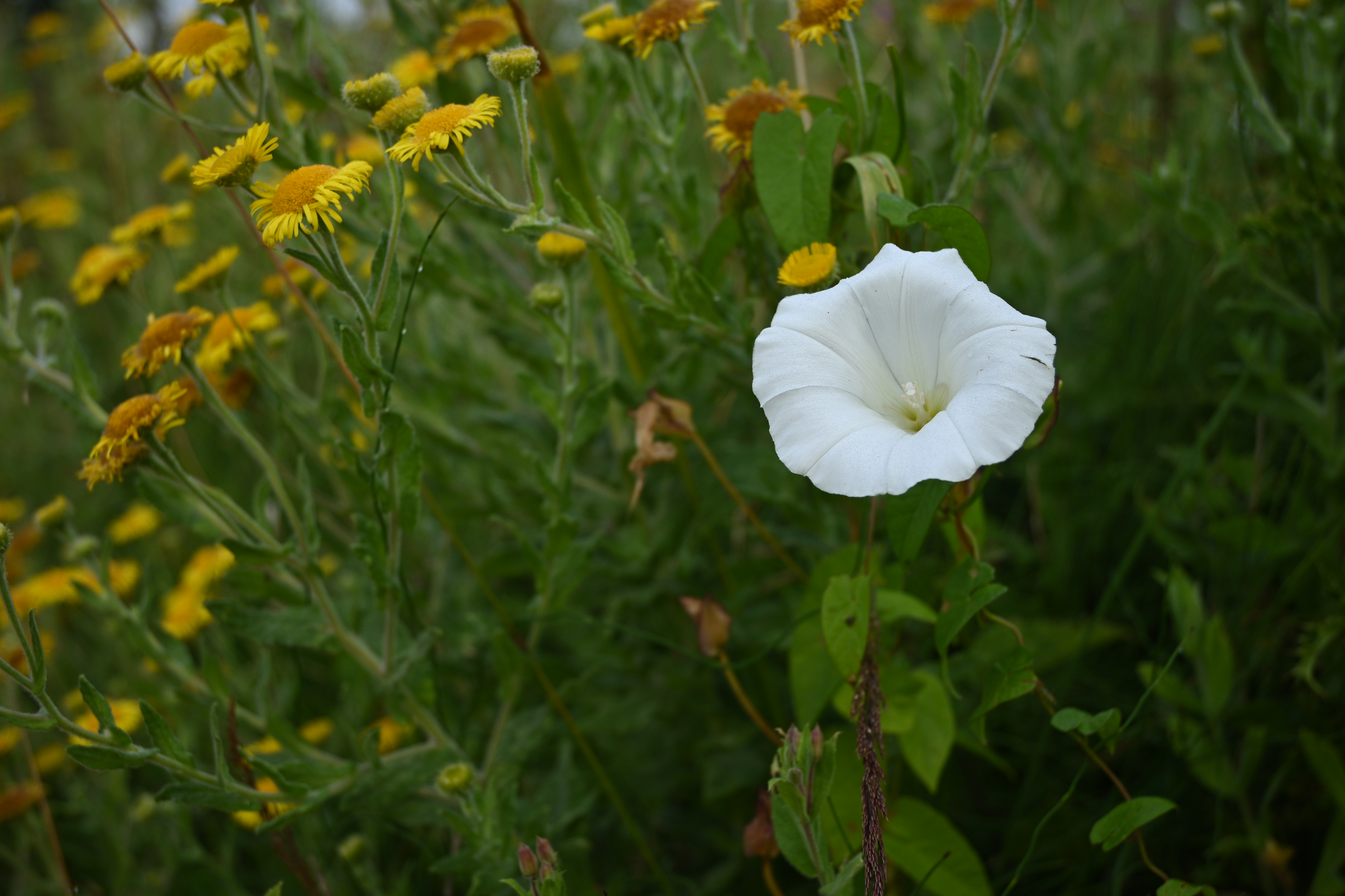 Nikon Z30 picture of a white flower in a field