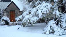 Snow on front yard path and porch stairs. Large pine tree next to it also covered in snow