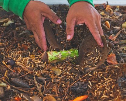 10 Common Composting Problems To Avoid – Plus Easy Fixes | Gardening ...