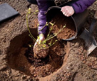 Planting a blueberry bush