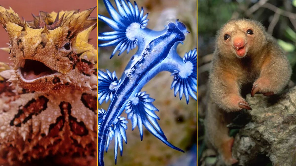 A collage of a thorny devil lizard, blue dragon sea slug, and silky anteater