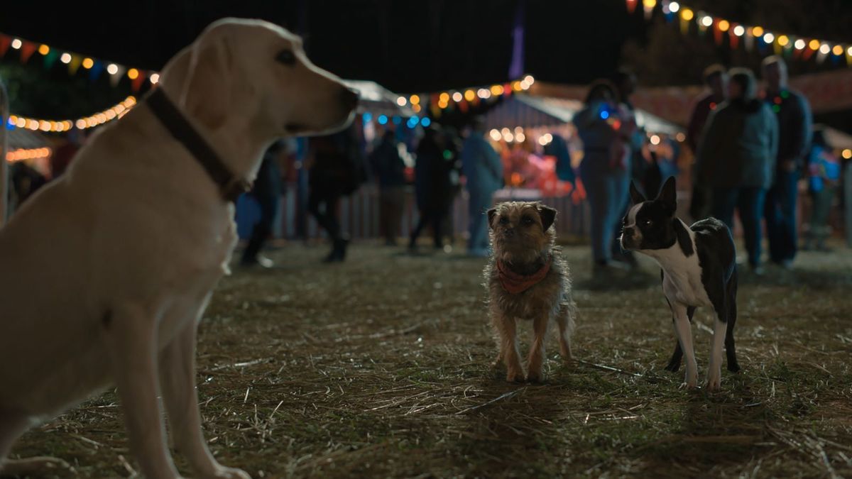 Meet the Strays cast who voices the dogs in the comedy What to Watch